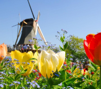 A windmill in a park surrounded by tulips in Holland.